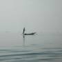 Birmanie - 