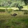 Australie - un emeu ! ca m