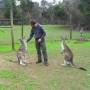 Australie - Thomas et ses potes... Il est tombe raide dingue amoureux des kangooroos...