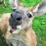 Australie - Un kangourou, c un melange de lapin et de biche!!!! 