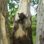 Australie - le premier koala vu de pres !