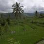 Indonésie - Des rizières par milliers