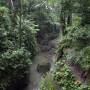 Indonésie - Monkey forest à Ubud