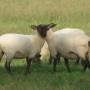 Nouvelle-Zélande - Moutons Néozélandais