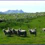 Nouvelle-Zélande - Quelques moutons parmi les 48 millions que compte la NZ