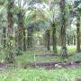 Malaisie - Plantation de palme
