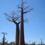 Madagascar - Arbre de Baobab
