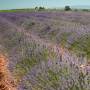 France - Champ de Lavandes