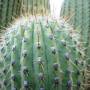 Argentine - Cactus a Quilmes