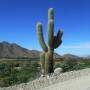 Argentine - le monde entier est un cactus