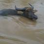 Viêt Nam - buffalo water
