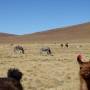 Bolivie - 