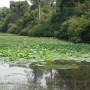 Cambodge - 