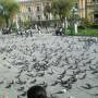 Bolivie - Pigeon : oiseau a la robe grise, sous mon regard tu te derobes, tu es vraiment le plus agile