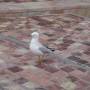 Australie - Un pigeon de Melbourne