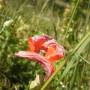 France - Coquelicot local