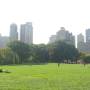 New York, New York => Programme