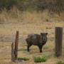 USA - Cochon sauvage sur le camping à Carlsbad,NM