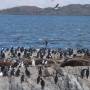 Argentine - Ushuaia