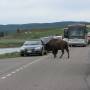 USA - Bisons sur la route