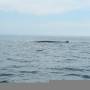 Canada - Rorqual commun