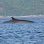 Canada - Baleine à tribord !
