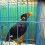 Indonésie - Oiseau de Born&eacute;o, voisin tr&eacute;s, tr&eacute;s bavard !!!