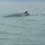 Canada - Rorqual commun à l