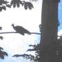 Pérou - shansho oiseau préhistorique