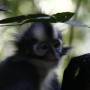 Indonésie - Bukit lawang