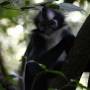 Indonésie - Bukit lawang