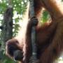 Indonésie - Bukit lawang