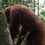 Indonésie - Bukit lawang