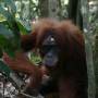 Indonésie - Bukit lawang