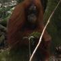 Indonésie - Bukit lawang