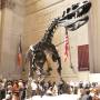 USA - Museum Histoire Naturelle