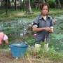 Laos - Ramassage de coquillages dans un des etangs de la ville