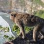 Indonésie - Singe au temple d