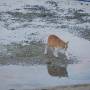 Indonésie - Petit chat perdu &agrave; marr&eacute;e basse