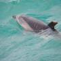Nouvelle-Zélande - Flipper le dauphin - Bay of Islands