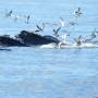 USA - baleine à bosses se nourrissant
