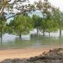 Australie - Mangrove &agrave; Darwin