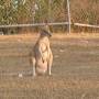Australie - Wallabie