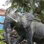 Cambodge - un éléphant dans Siem Reap