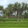 Indonésie - riziere UBUD