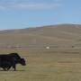 Mongolie - Yak