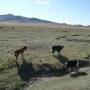 Mongolie - 
