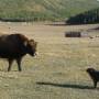 Mongolie - Le Yak et le Chien de Lafontaine
