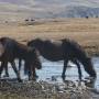 Mongolie - 