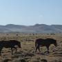 Mongolie - 